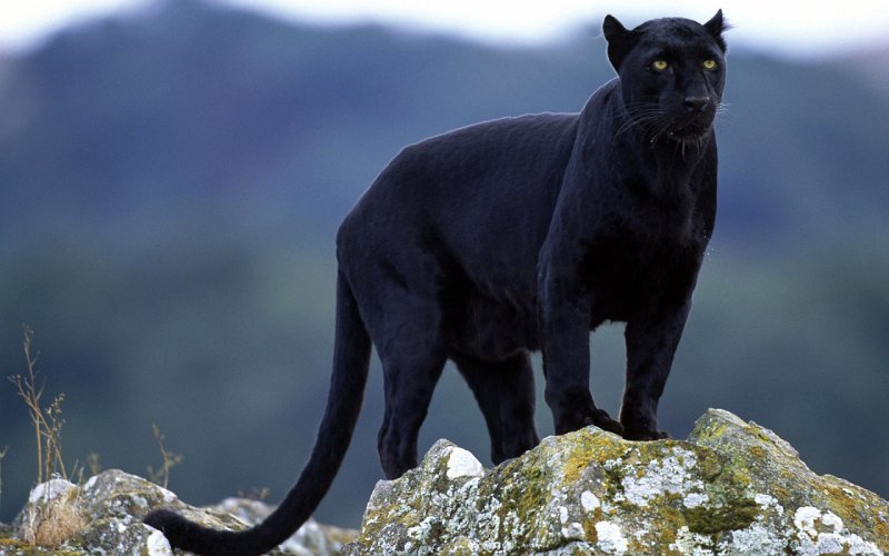 Blackpanther - 13.jpg - BLACK PANTHER
